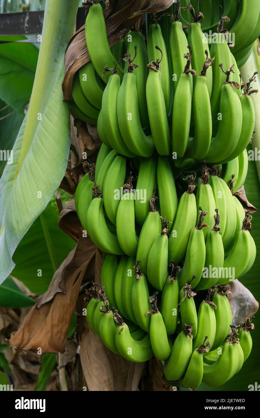 Green banana bunch, Musa acuminata on tree in Australia Stock Photo