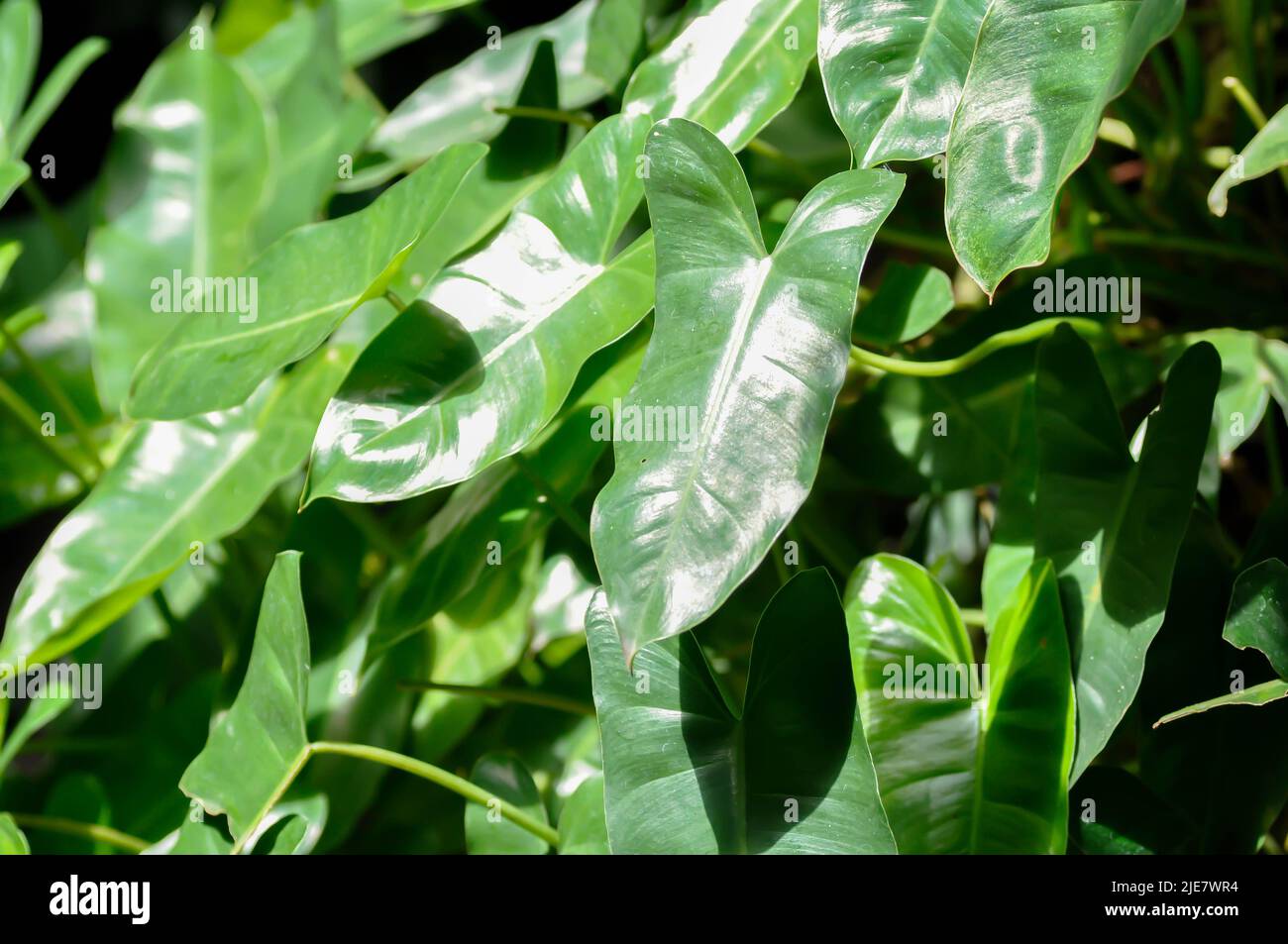 Philodendron burle marxii, Philodendron plant or green leaf background Stock Photo