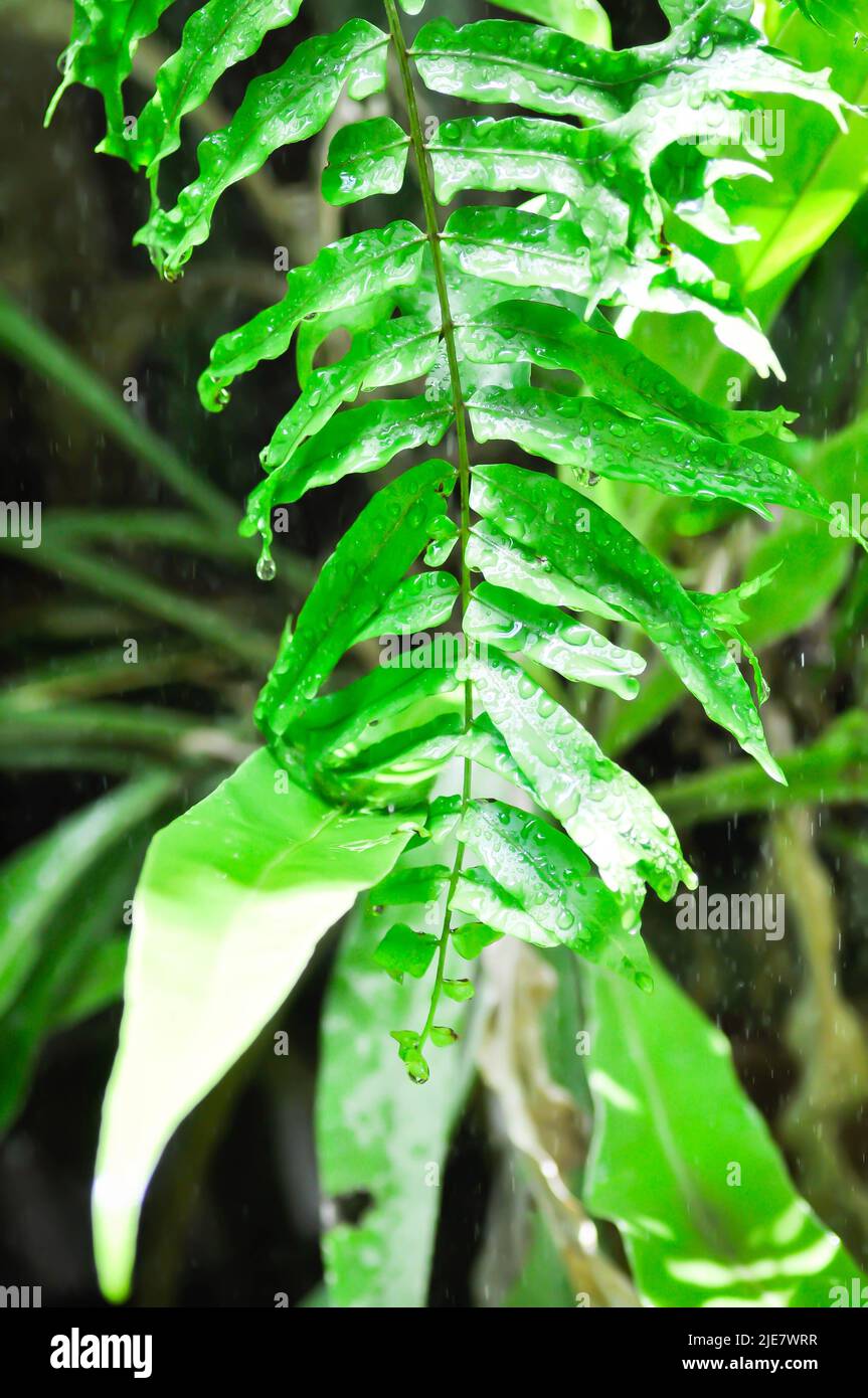 fern or Rain Tree, Monkey Pod or  Samanea saman Merr or MIMOSACEAE or Polypodiaceae plant Stock Photo