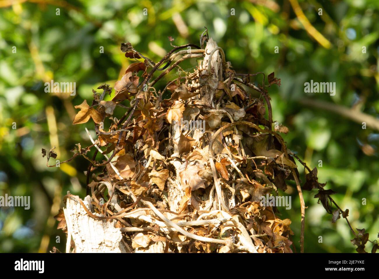 old stump covered in dead ivy leaves with a background of green ...