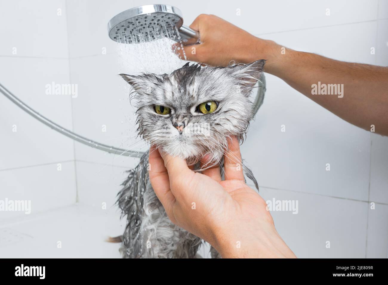 Funny grey persian cat in shower or bath. Washing cat in groomer salon. Pet hygiene concept. Wet cat. Stock Photo