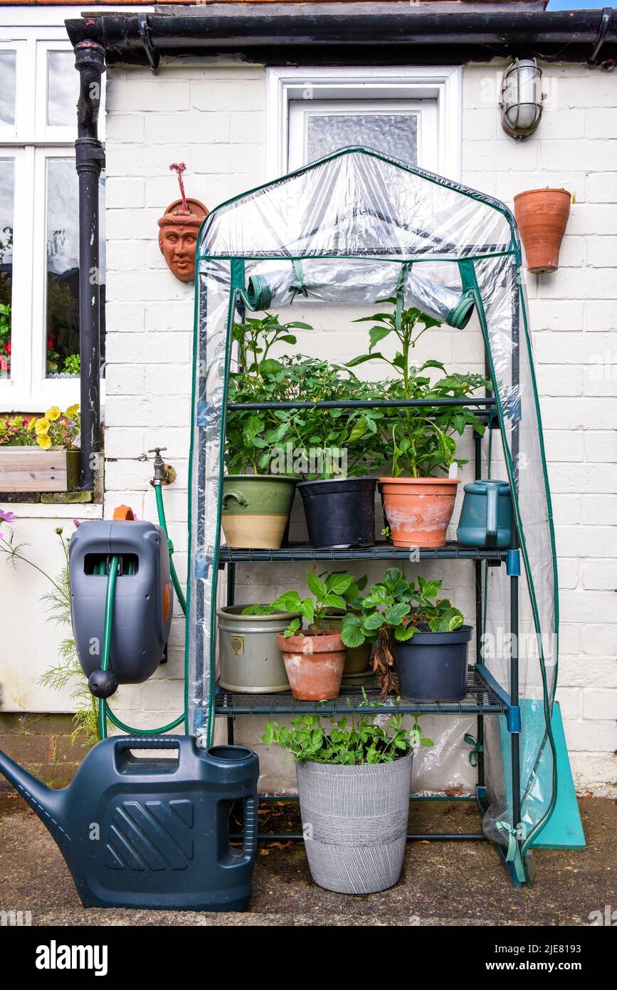 Small outdoor greenhouse for cultivating plants of fruit and veg grown at home Stock Photo