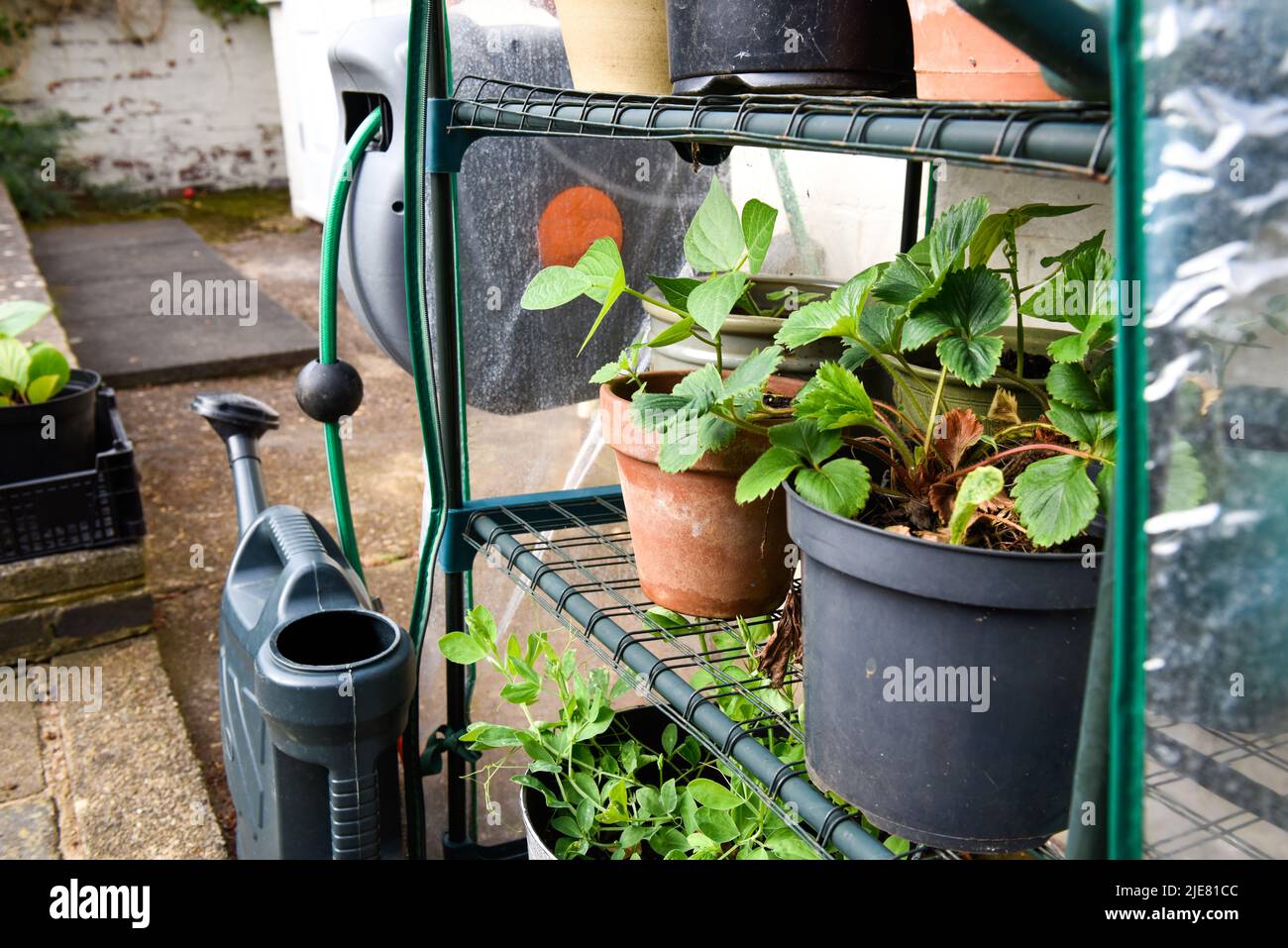 Small outdoor greenhouse for cultivating plants of fruit and veg grown at home Stock Photo