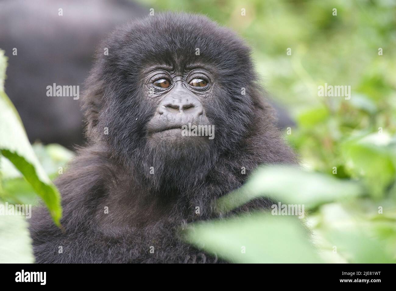 Baby mountain gorilla at the volcanoes National Park, Rwanda Stock Photo