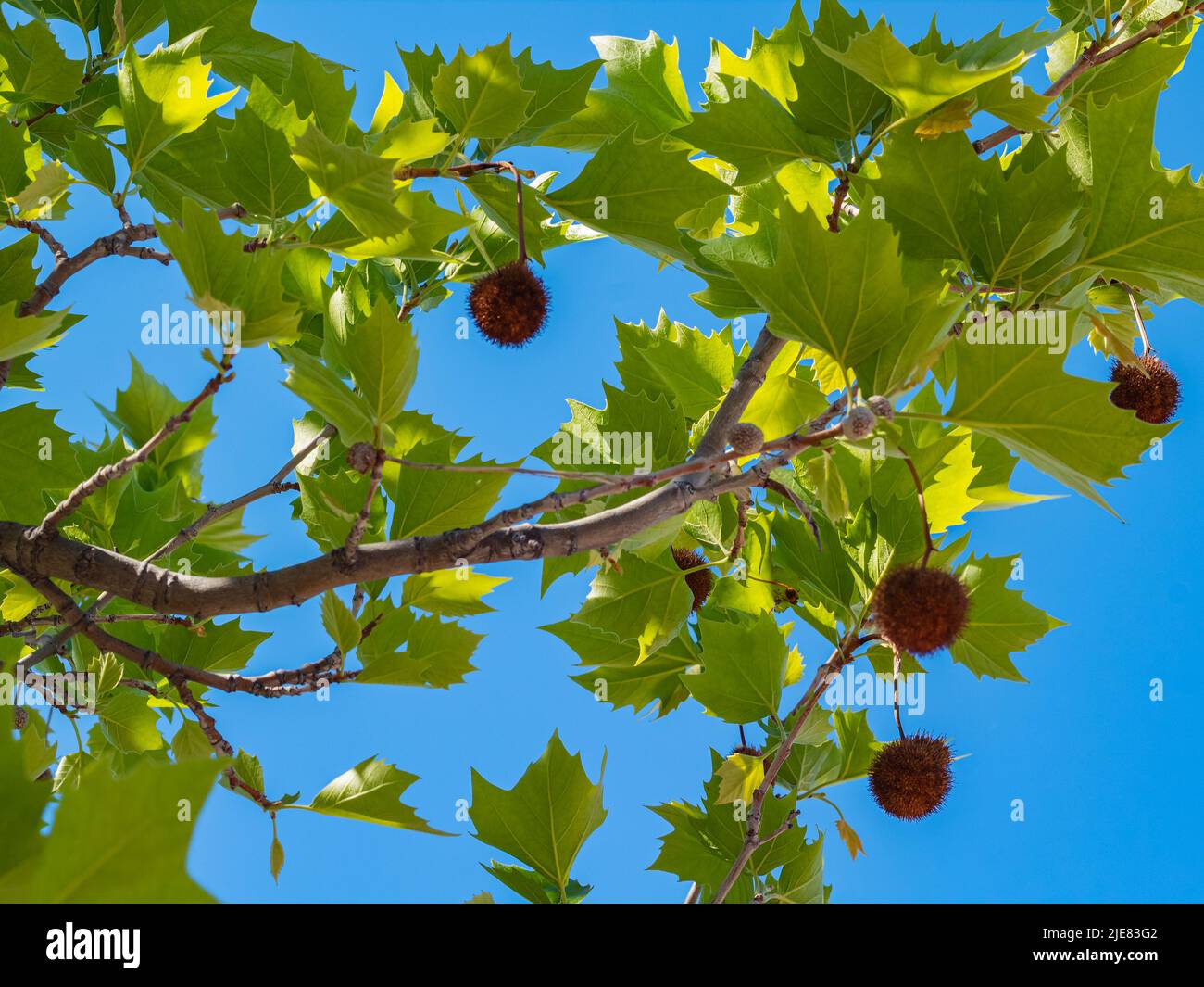 Plane tree, sycamore leaves and flowers isolated on natural background Stock Photo