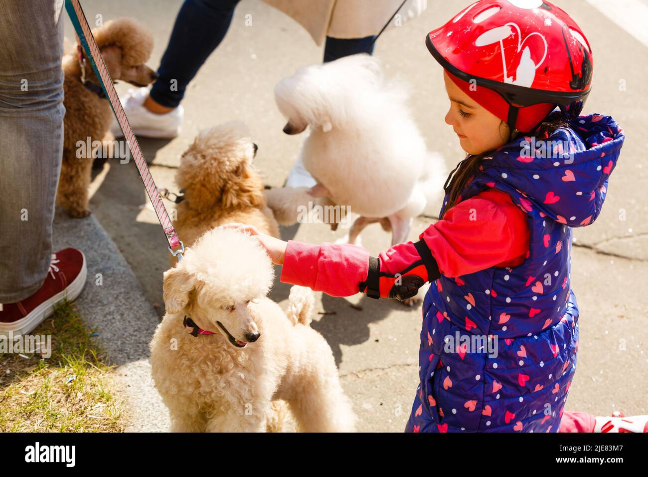 Two little brown poodles. Small puppy of toypoodle breed. Cute dog and good friend. Dog games