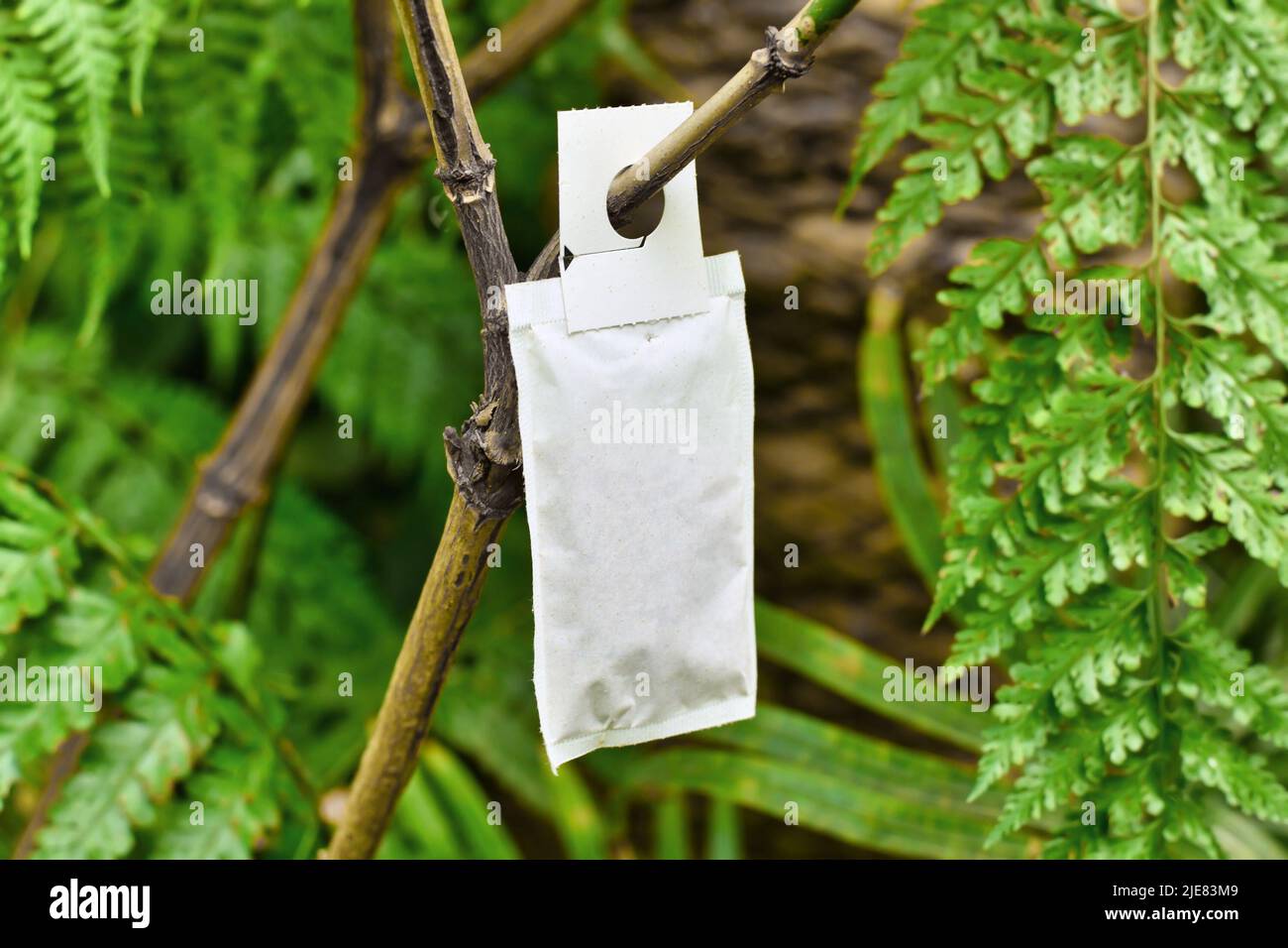 Sachet with beneficial predatory mites used for pest control attached to plant Stock Photo