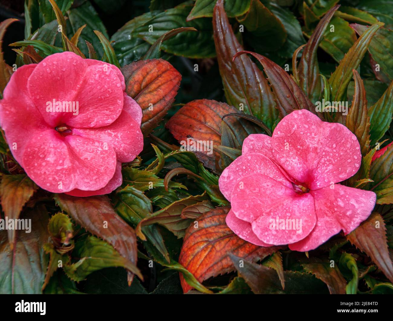Impatiens balsamina balsam, garden balsam, rose balsam, touch me not, spotted snapweed with a natural background. Stock Photo