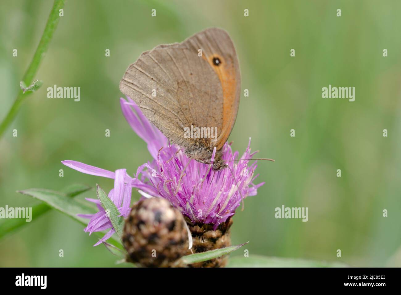 A beautiful moth on a flower Stock Photo