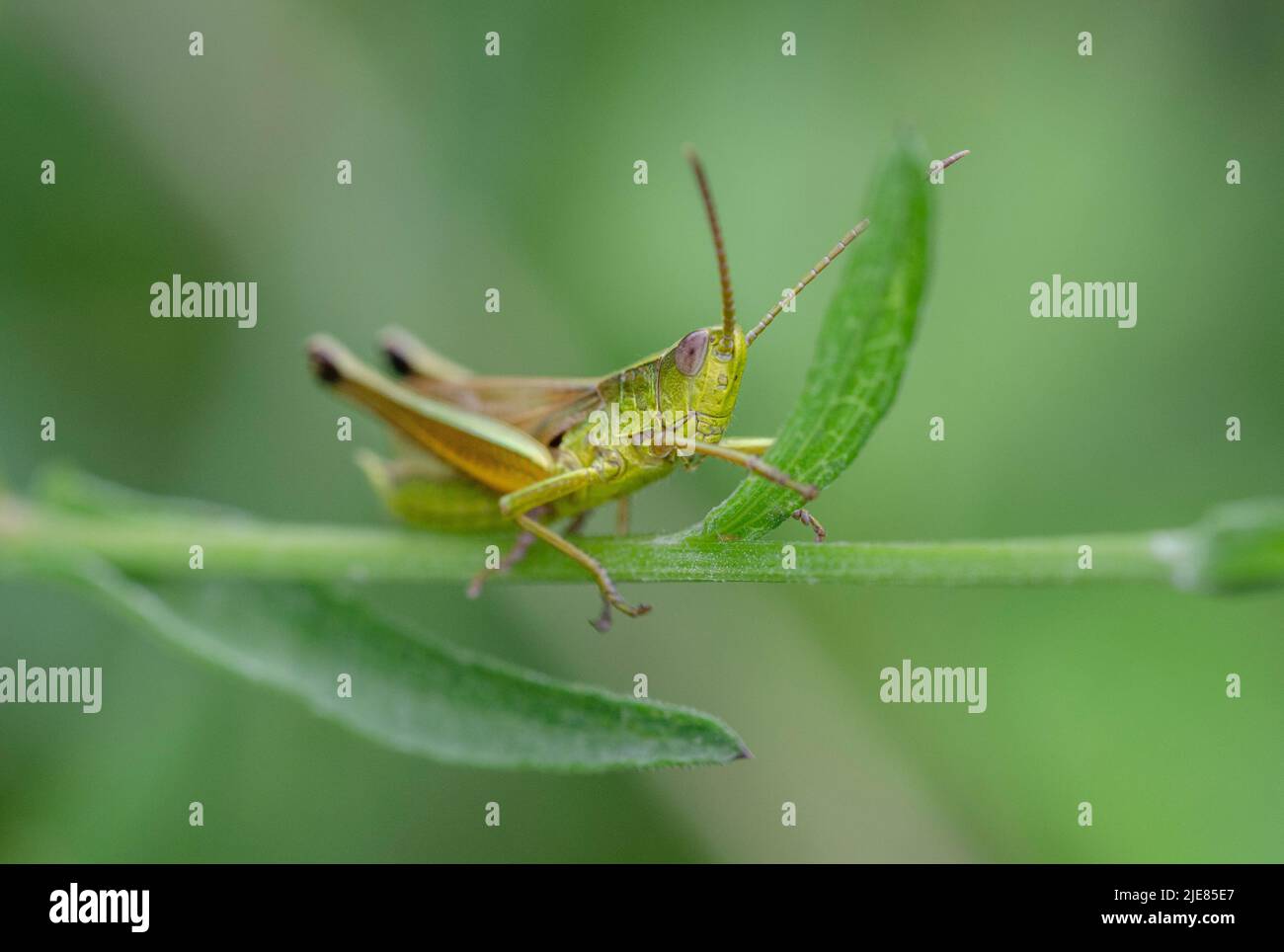 The grasshoppers (Gomphocerinae) are a species-rich subfamily of the field locusts (Acrididae) Stock Photo