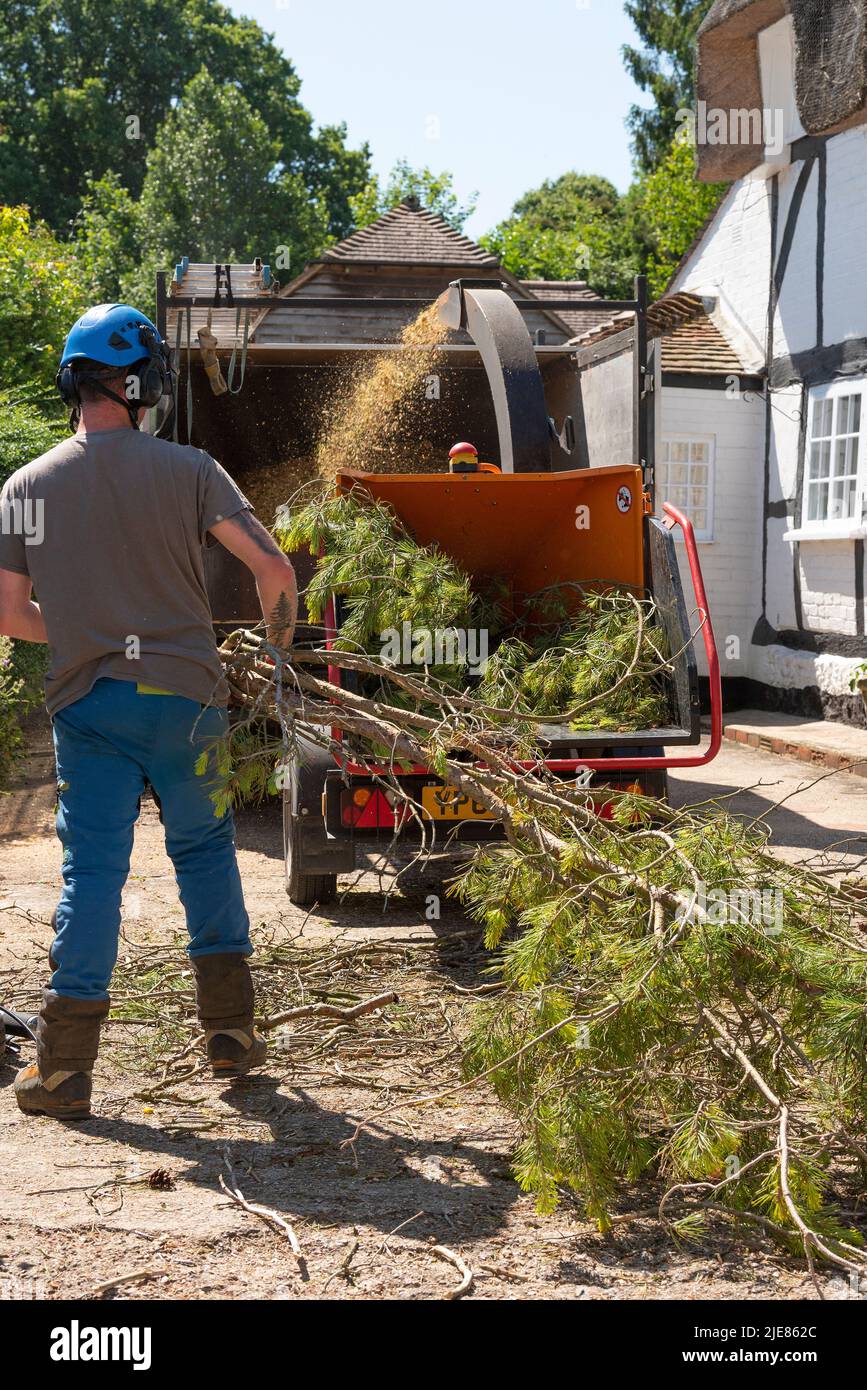 Hampshire, England, UK. 2022. Man using a large shredding machine to shred leaves and branches from a felled Pine tree Stock Photo