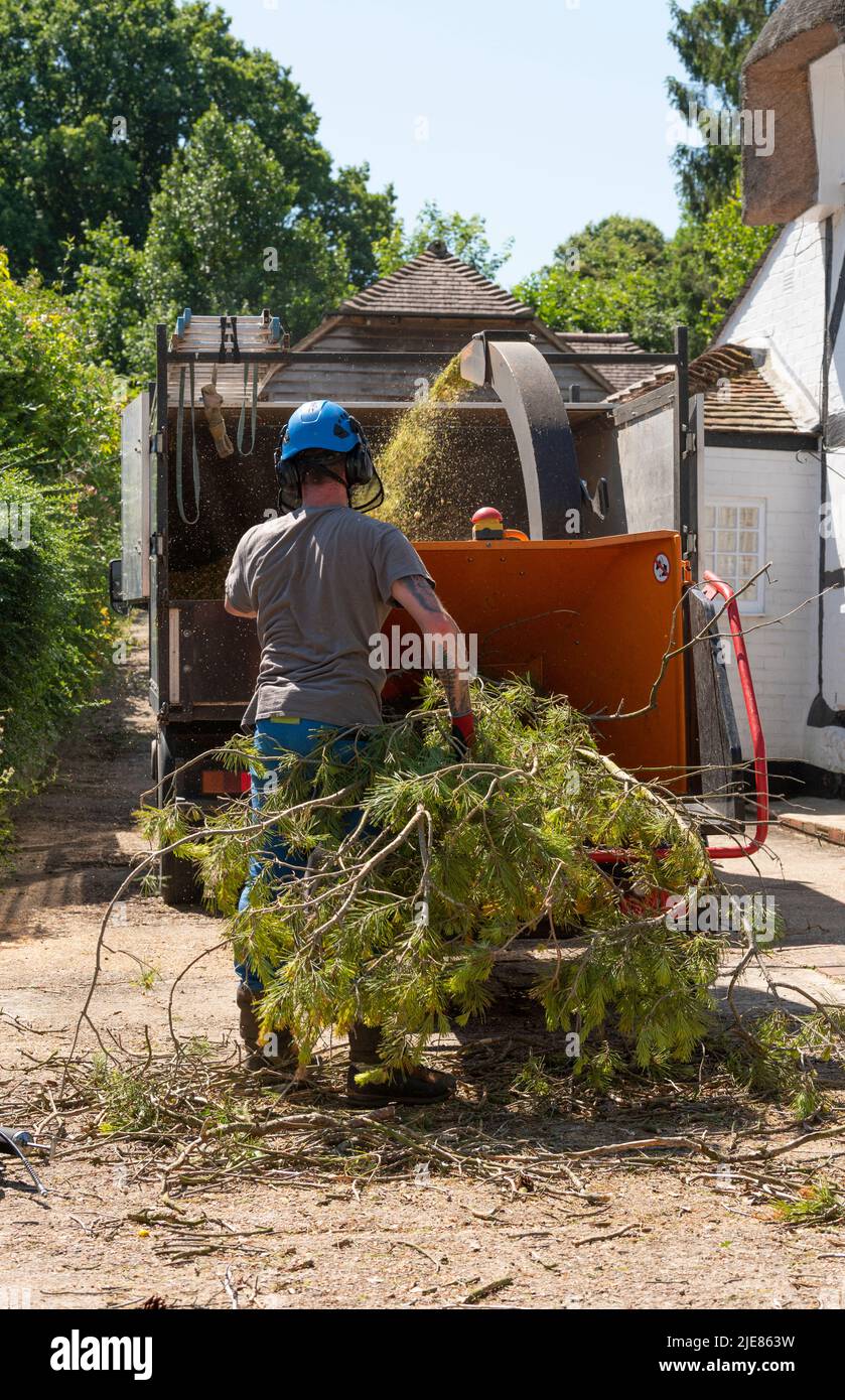 Hampshire, England, UK. 2022. Man using a large shredding machine to shred leaves and branches from a felled Pine tree Stock Photo