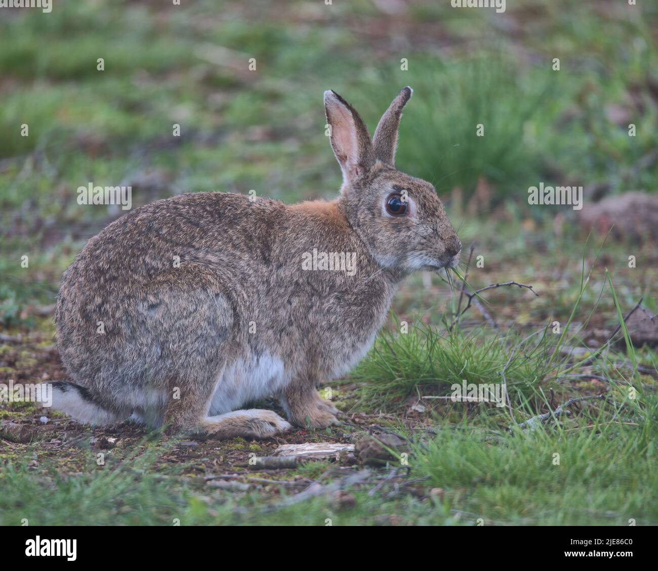 European rabbit on the woodland floor looking for food. Stock Photo