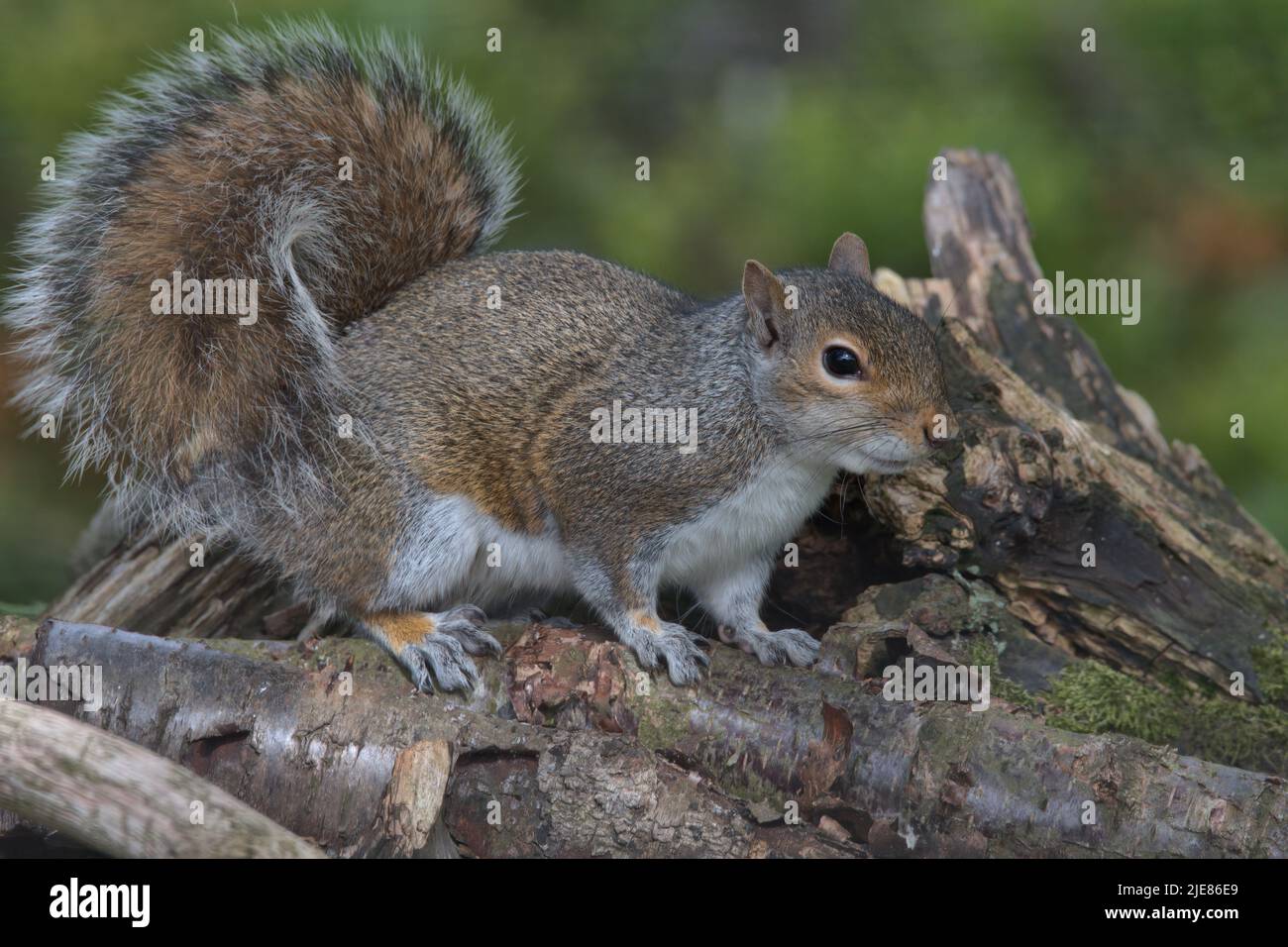 Eastern gray squirrel on an old logpile. Stock Photo
