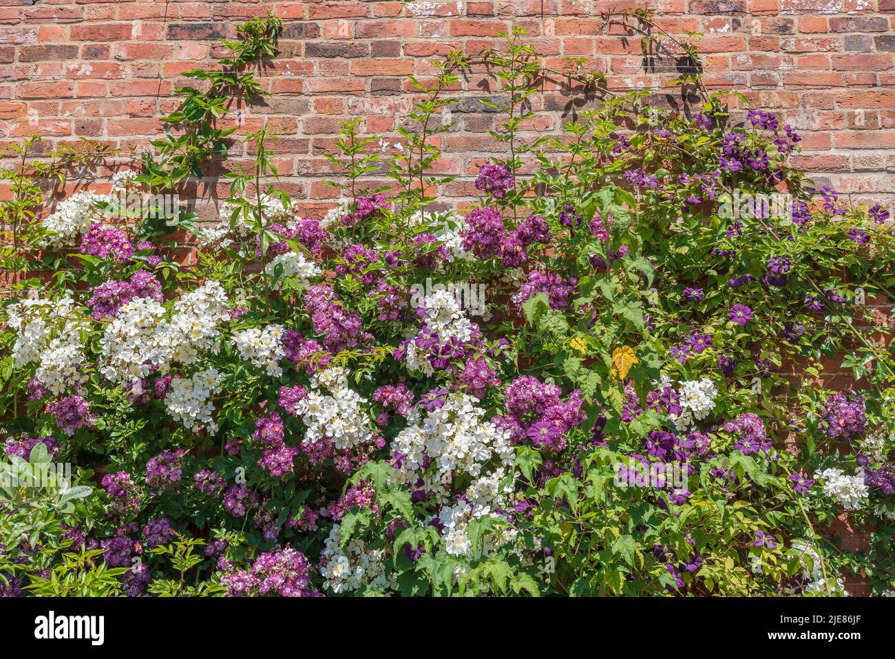 Purple and white climbing roses and clematis flowering plants in a walled garden. Stock Photo