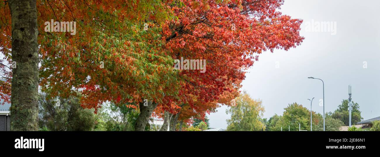 Autumn tree with red and green leaves Stock Photo