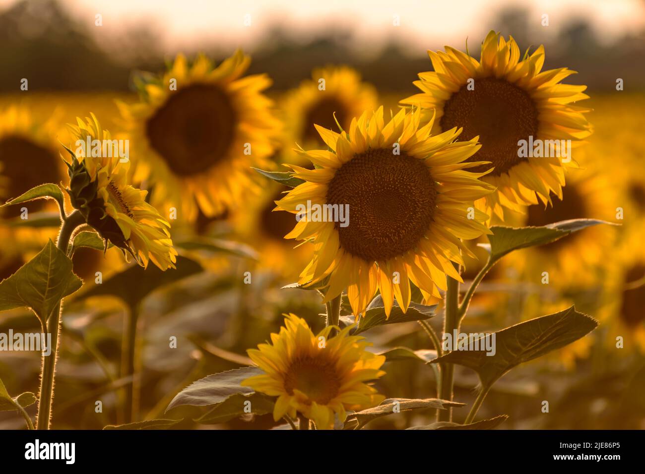 A field of blooming sunflowers on summer day during sunset Stock Photo ...