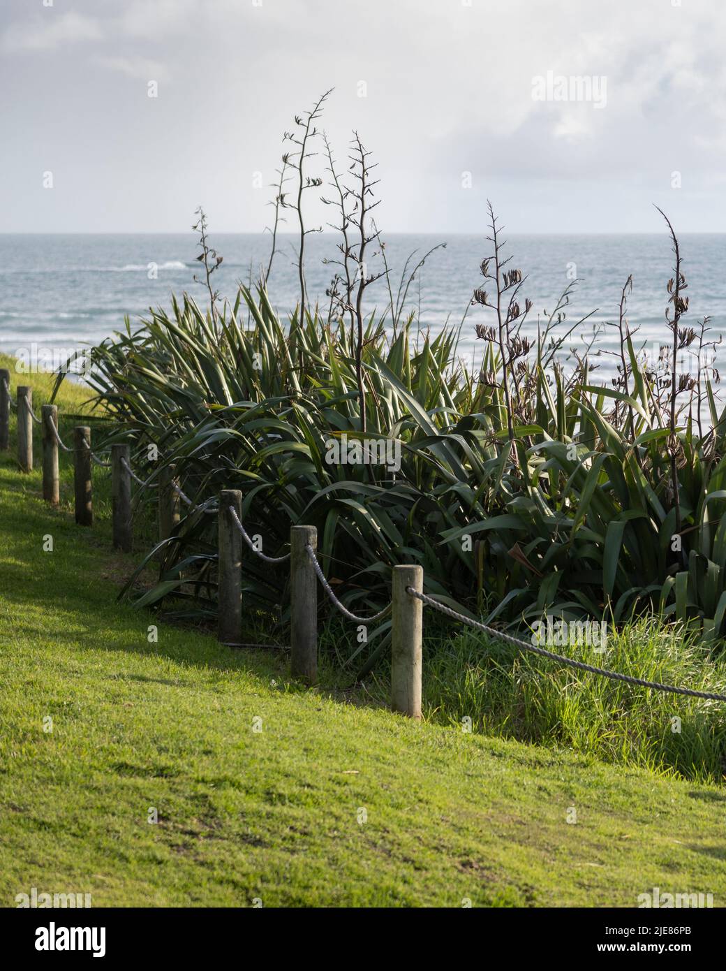 Native New Zealand flaxes in the afternoon sun at Muriwai beach, Auckland. Vertical format. Stock Photo