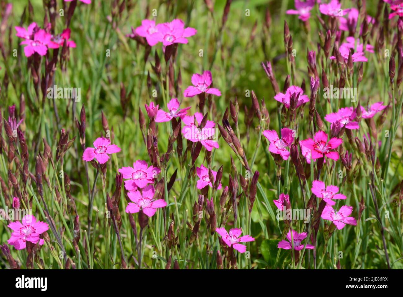 Dianthus myrtinervius Albania Pink single deep pink flowers with pale eye Stock Photo