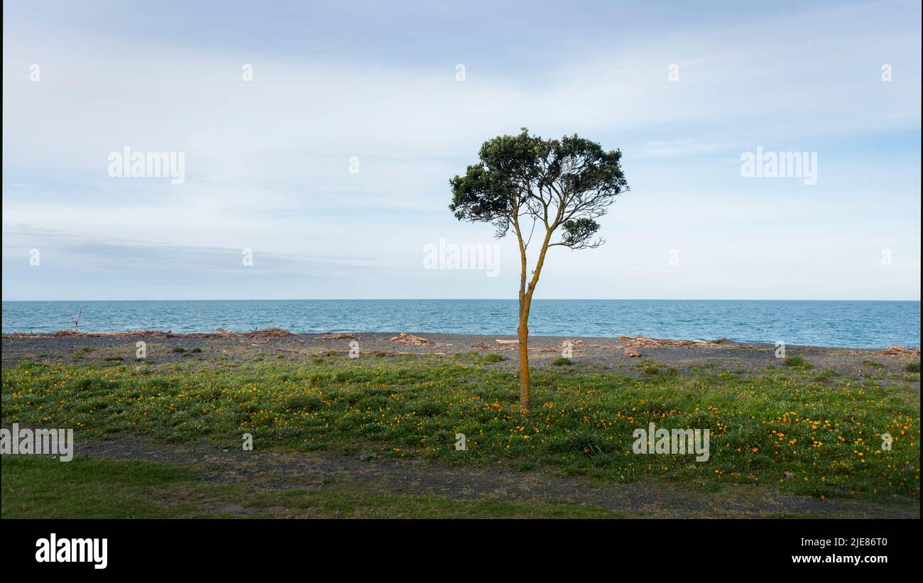 A lone tree standing by the beach, Napier Marine Parade seafront, Hawke’s bay. Stock Photo