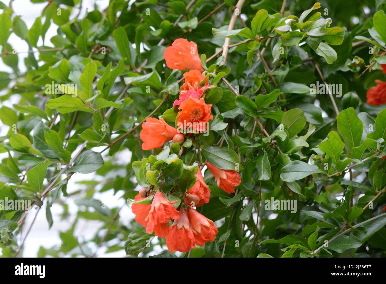 Orange red funnel shaped flowers of the Puncia granatum Pomegranate tree Stock Photo