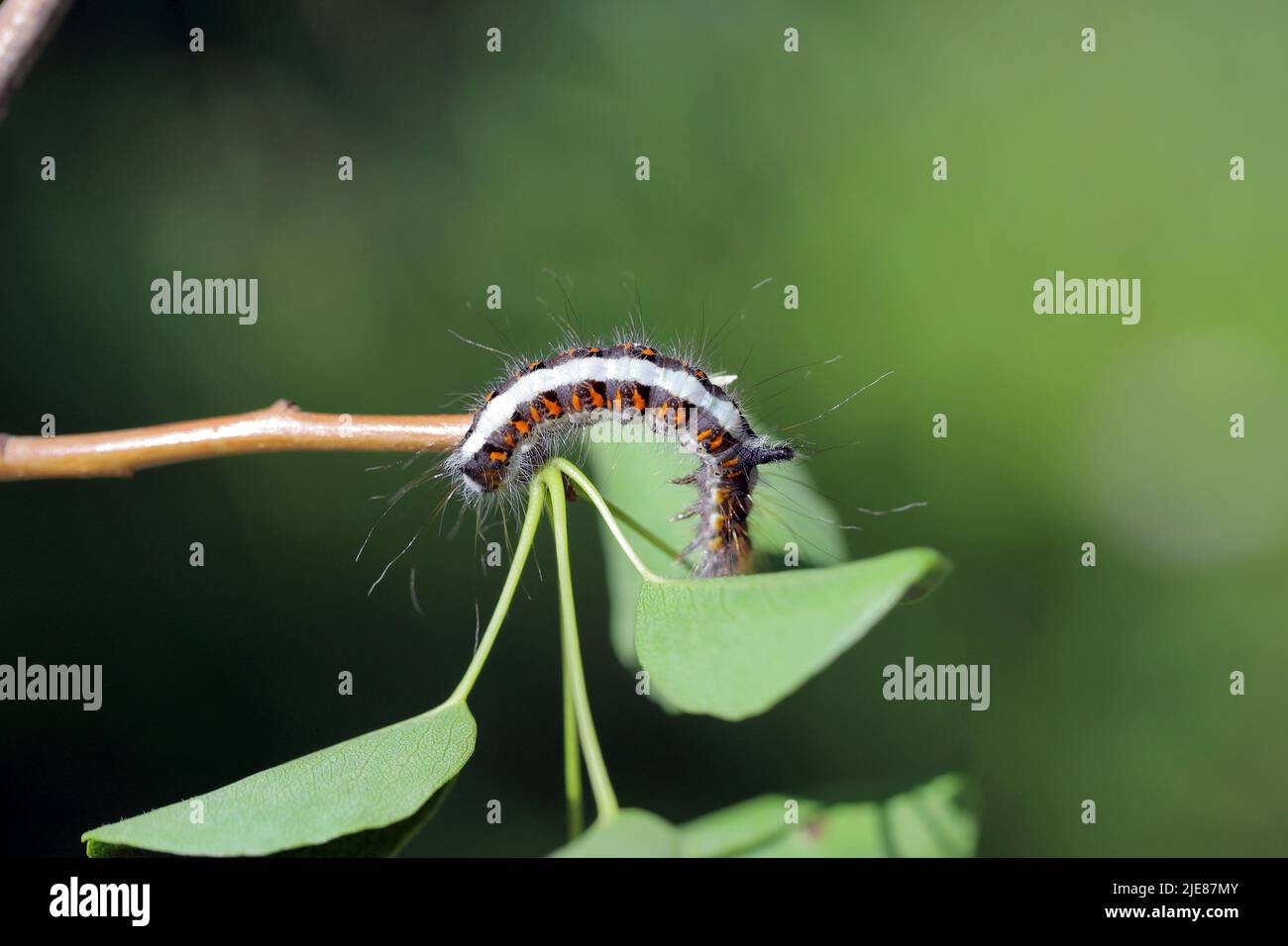 Caterpillar of the grey dagger moth (Acronicta psi) feeding on pear leaf. Stock Photo