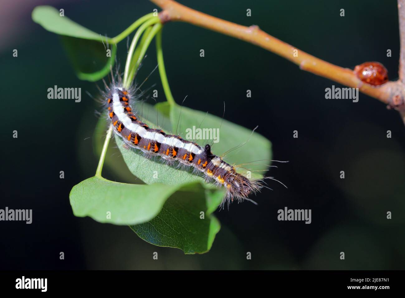 Caterpillar of the grey dagger moth (Acronicta psi) feeding on pear leaf. Stock Photo