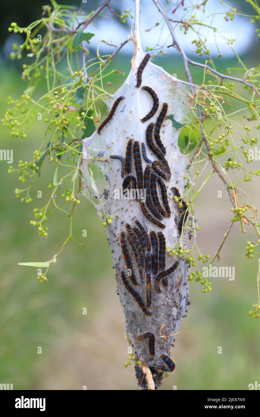 Small Eggar (Eriogaster lanestris), caterpillars outside of their communal cocoon on the branch of a lime tree in the park. Stock Photo