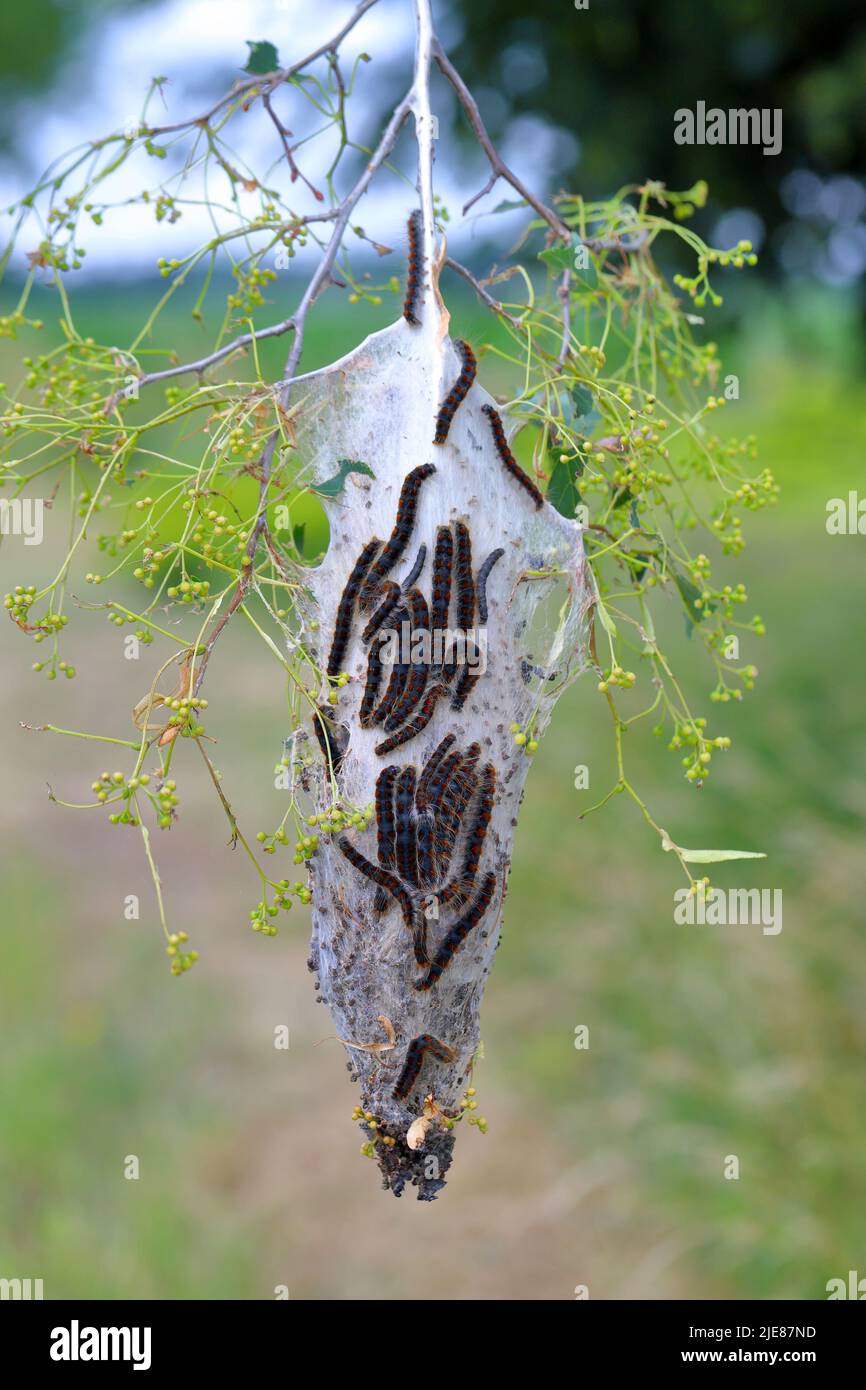 Small Eggar (Eriogaster lanestris), caterpillars outside of their communal cocoon on the branch of a lime tree in the park. Stock Photo