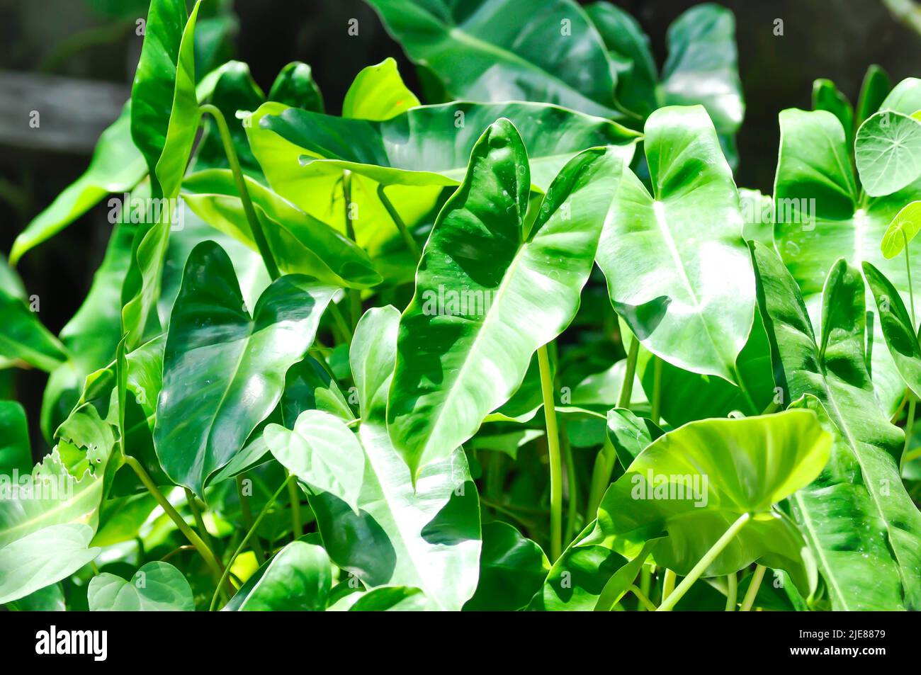 Philodendron burle marxii, Philodendron plant or green leaf background Stock Photo