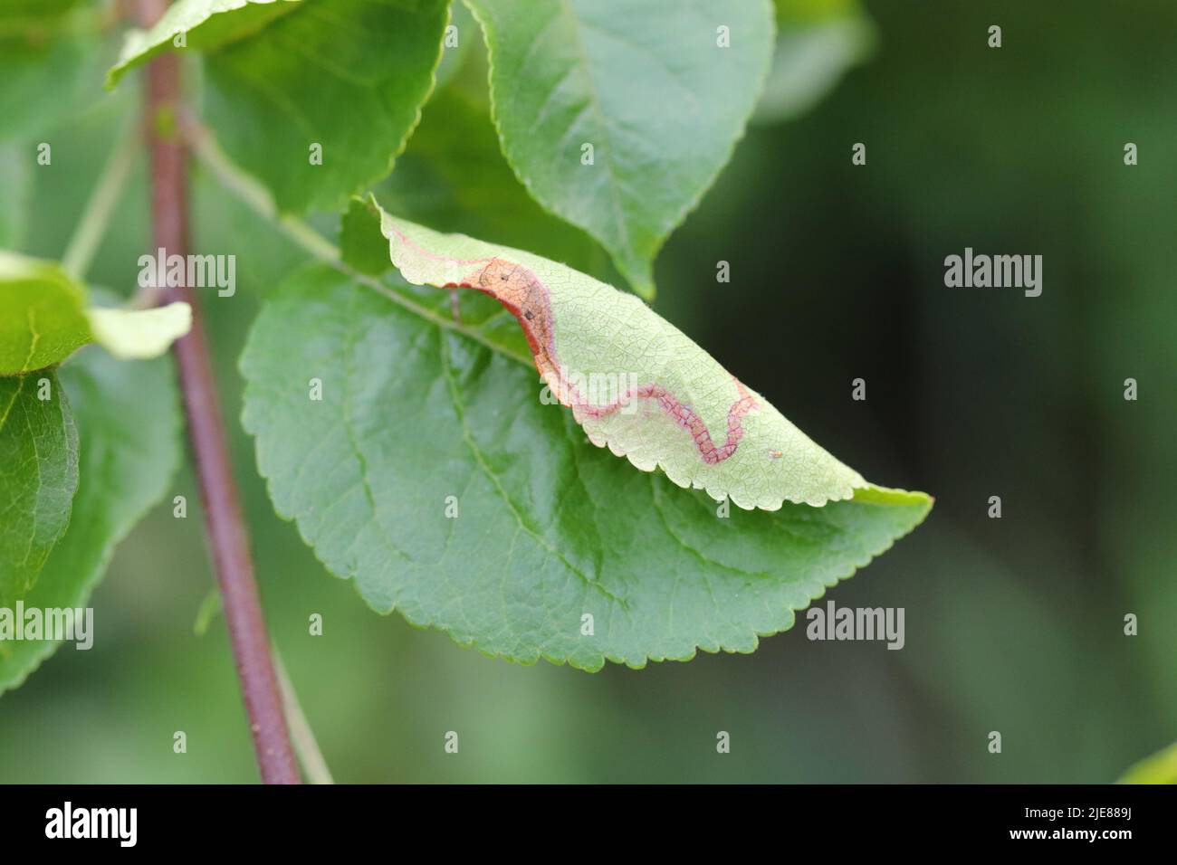 leafminer. Foraging on an apple tree leaf in the garden. Stock Photo
