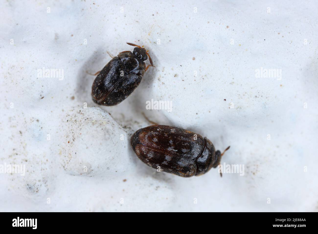 Beetles of the genus Trogoderma in the family Dermestidae, the skin beetles. It is a dangerous pest of stored animal and plant products. Stock Photo