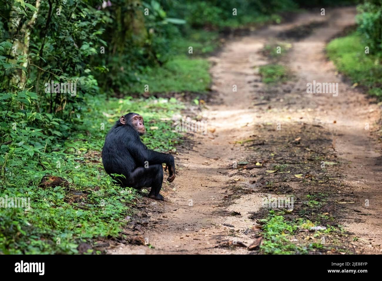 Adult chimpanzee, pan troglodytes, at the roadside of the rainforest of Kibale National Park, western Uganda. The park conservation programme means th Stock Photo