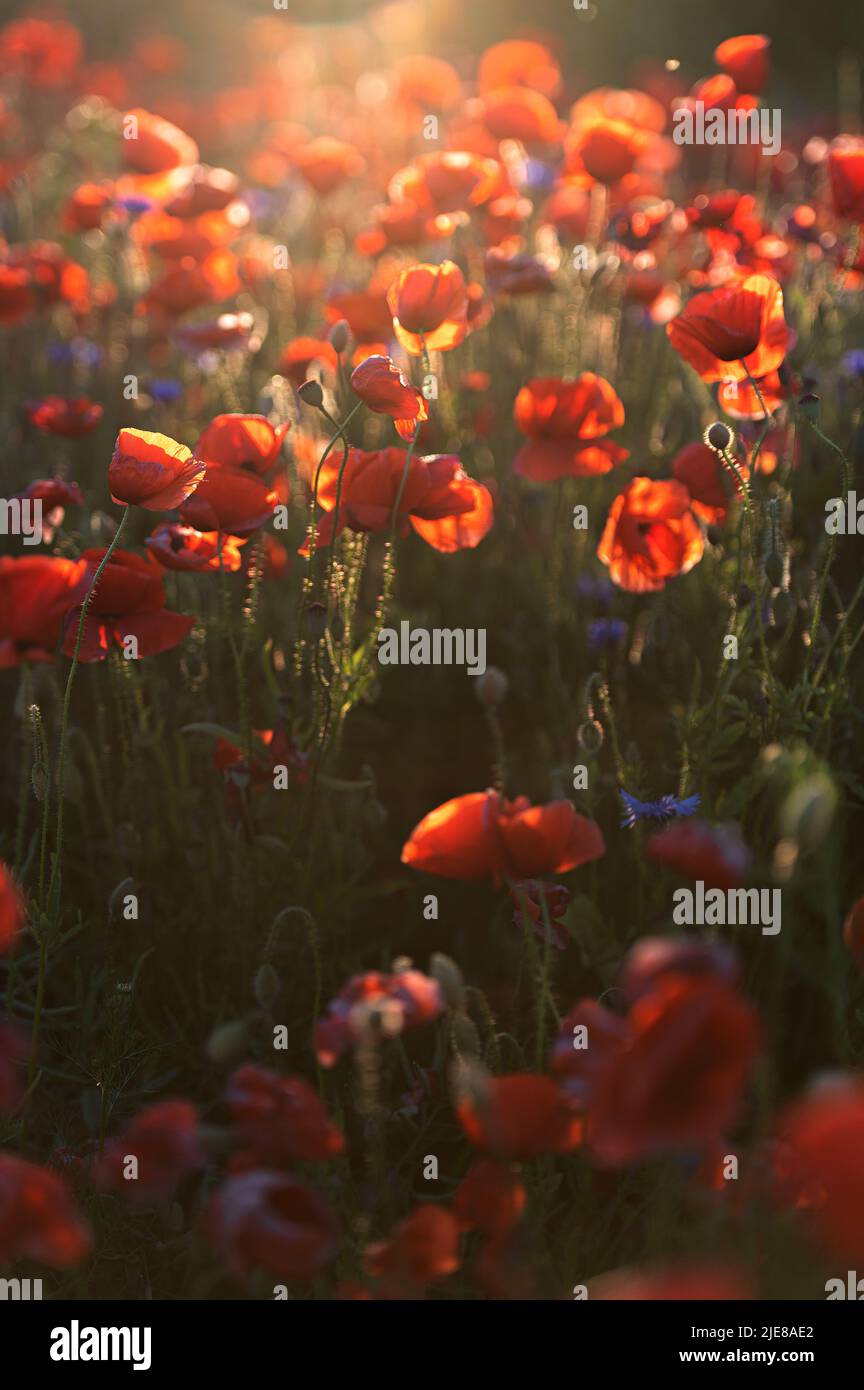 Red poppy field sunset hi-res stock photography and images - Alamy