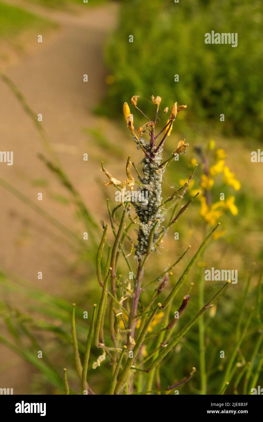 Aphids on Rape seed Stock Photo
