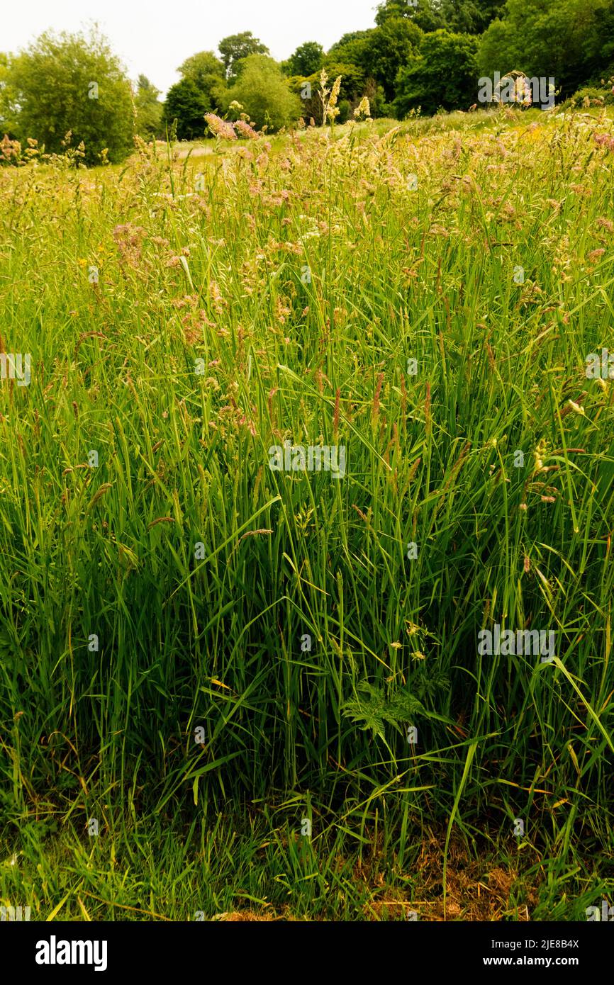 Grasses on a field Norfolk Stock Photo