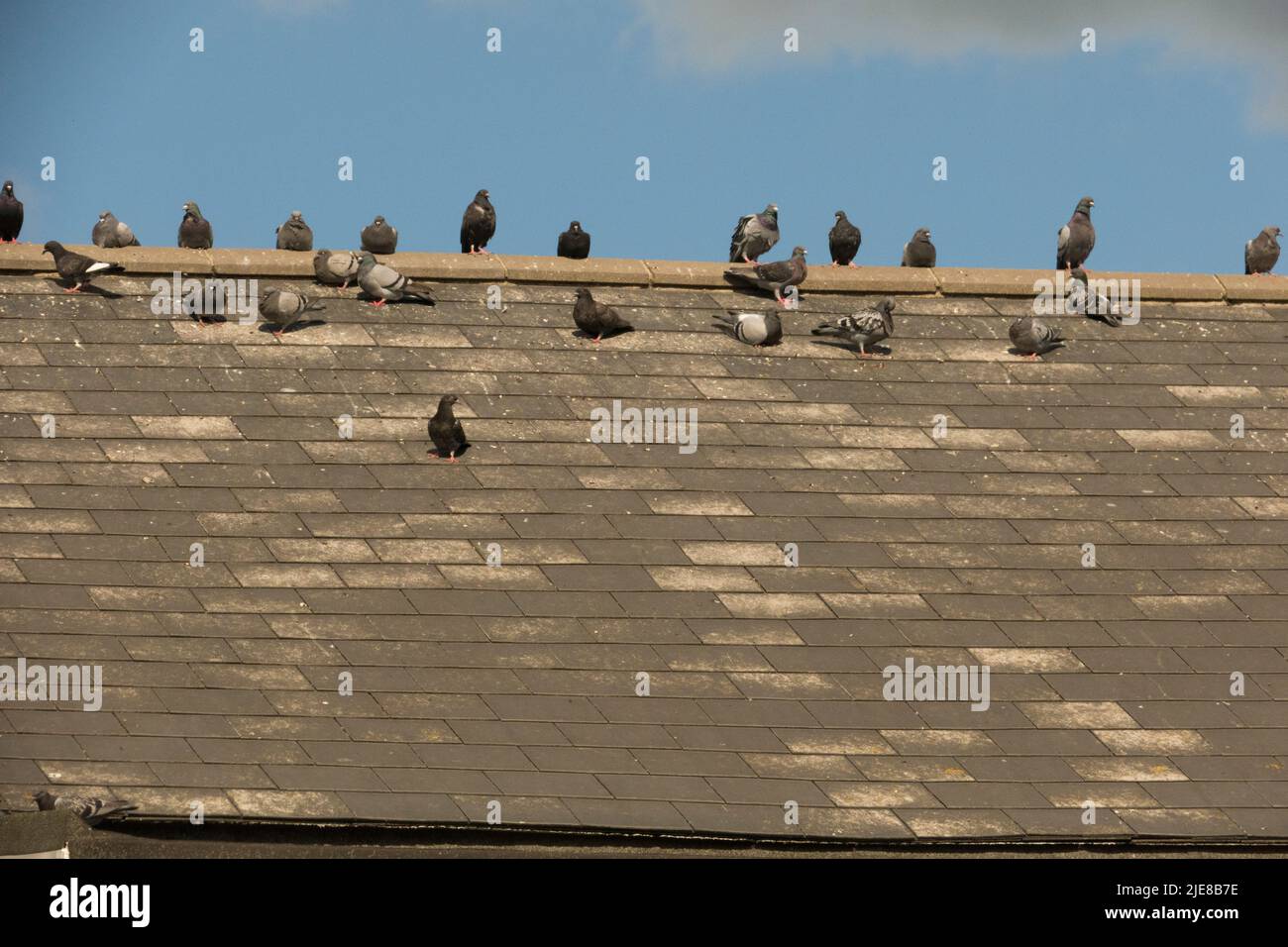 Feral pigeons on rooftop Stock Photo