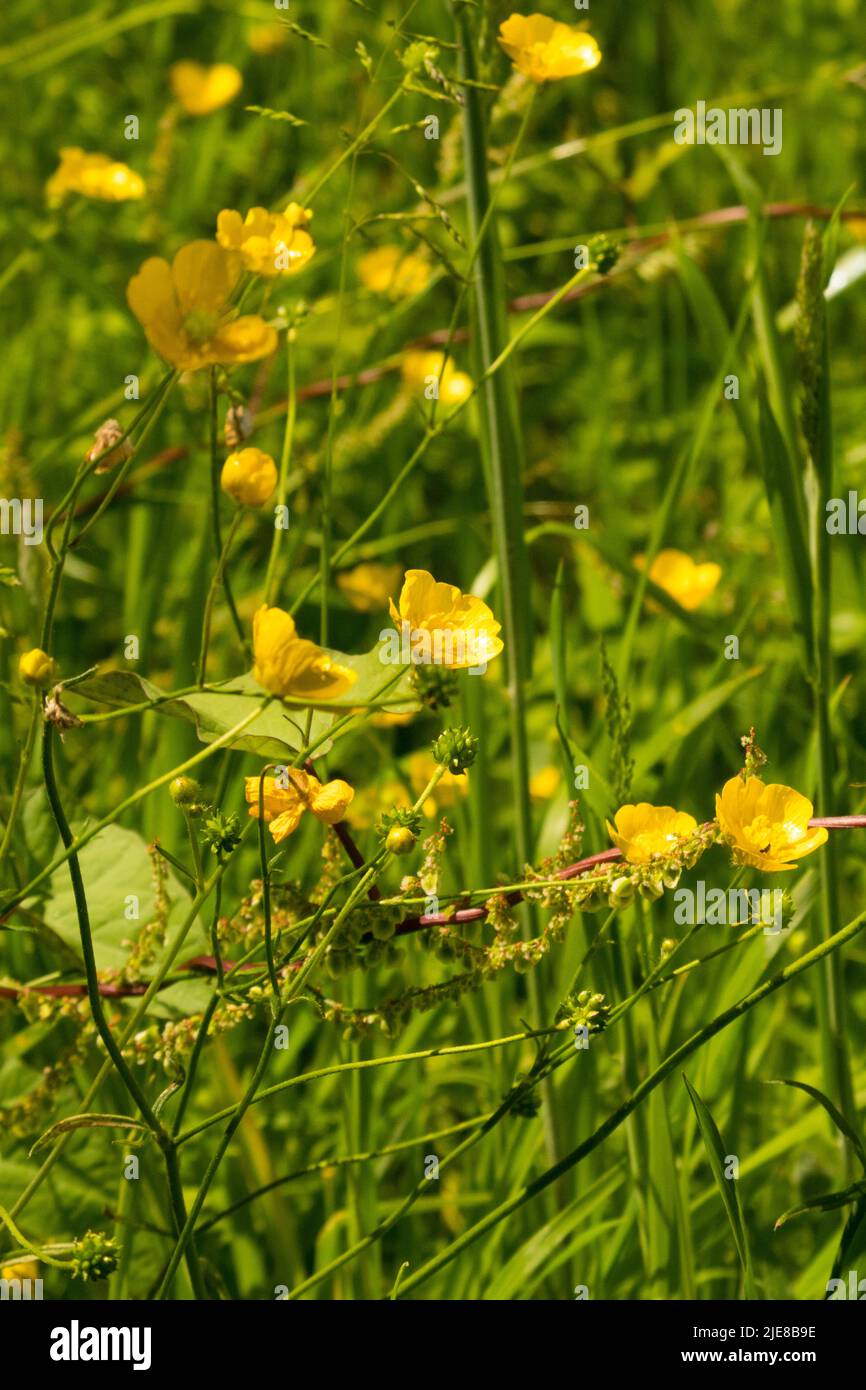 Buttercup Stock Photo