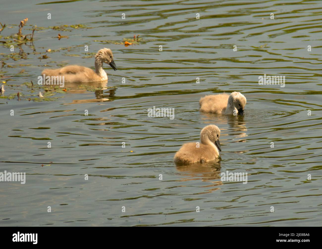 Mute swan cygnets Stock Photo