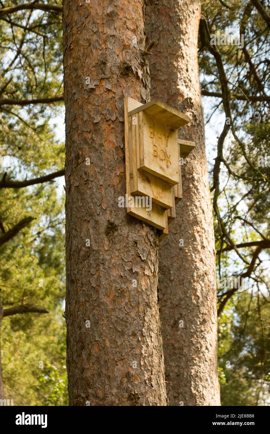 Bat box on tree Stock Photo