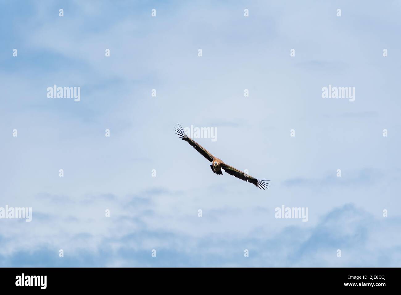 Griffon vulture in flight, in the Picos de Europa. Stock Photo
