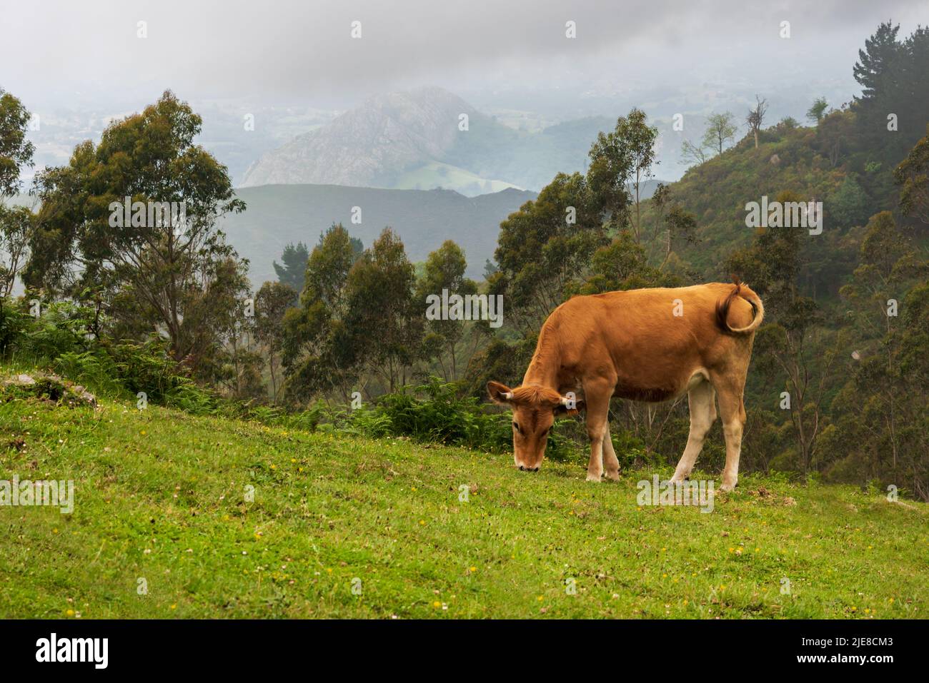 Cow grazing in the Cantabrian mountain range. Stock Photo