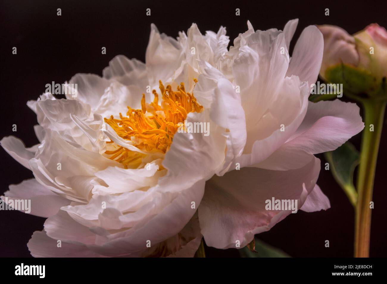 A single pale pink peony with a bud. The main flower is fully open showing the internal structure and stamens Stock Photo