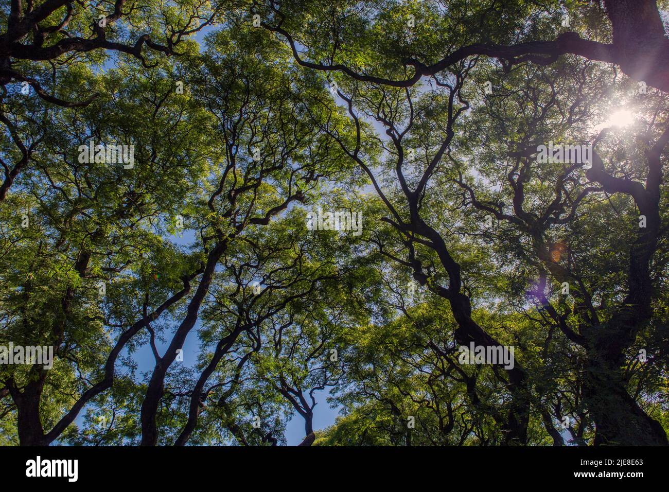 view of lush forest of Tipuana tipu tree seen from below Stock Photo