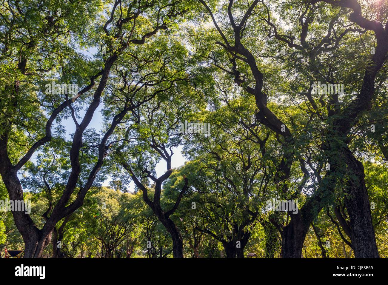 lush forest of Tipuana tipu tree seen from below Stock Photo