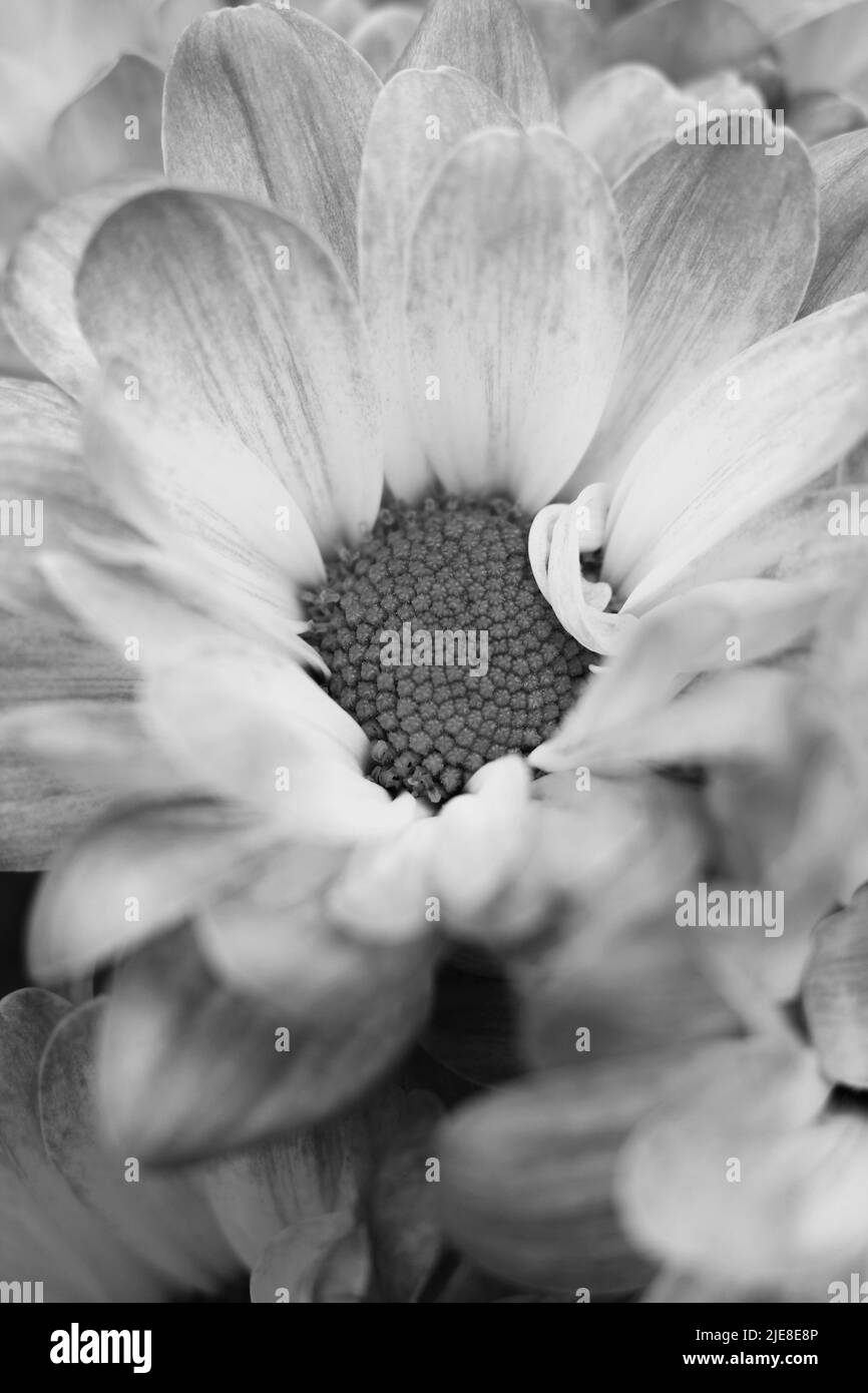 White daisy flower in detail Black and White Stock Photos & Images - Alamy