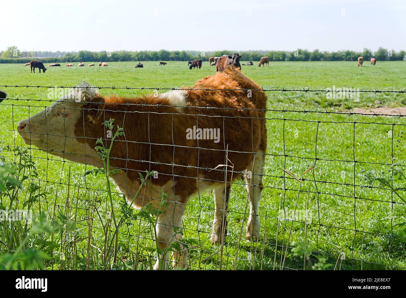 Brown & white cow (breed unknown) standing by a fence in a field Stock Photo