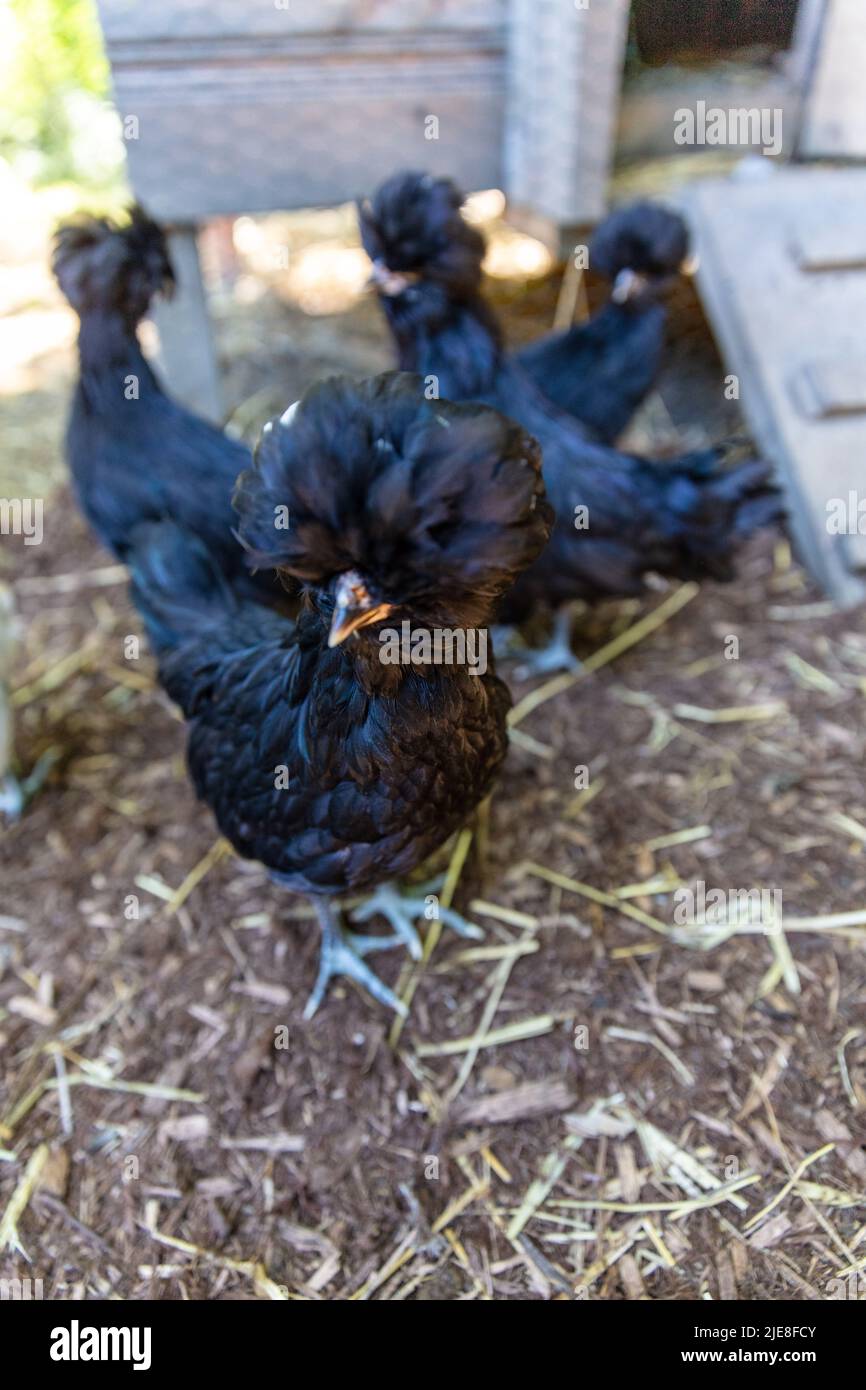 Polish chicken hi-res stock photography and images - Alamy