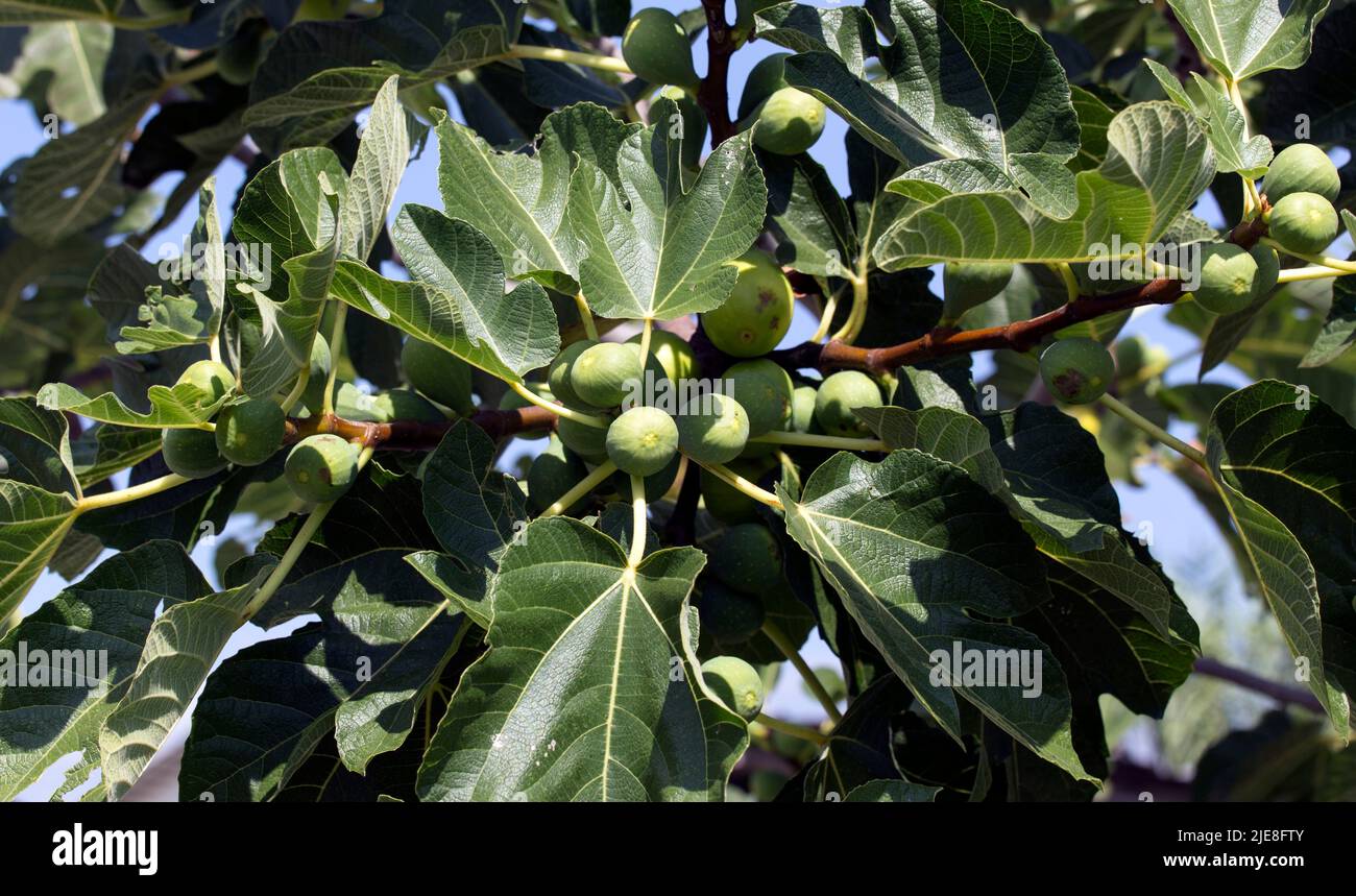View of fig tree with blue sky hi-res stock photography and images - Alamy