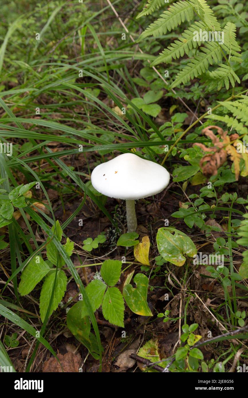 View of amanita bisporigera mushroom in Finland Stock Photo